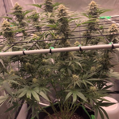 Gold leaf  growlog photo: Latest updates