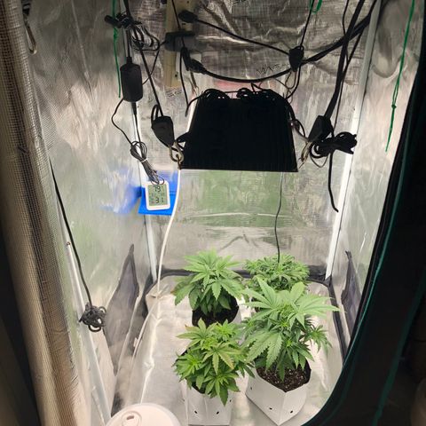 Gold leaf  growlog photo: Latest updates