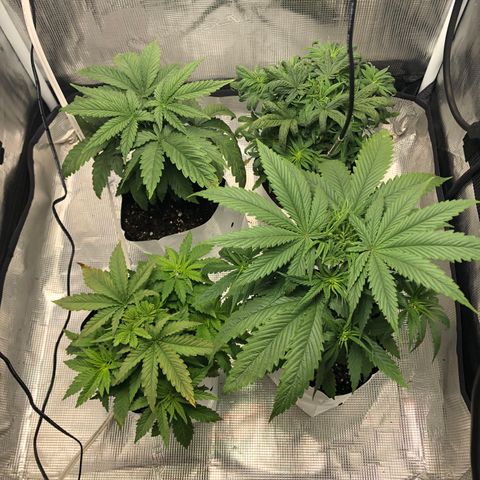 Gold leaf  growlog photo: Latest updates