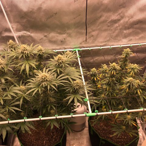 Gold leaf  growlog photo: Latest updates