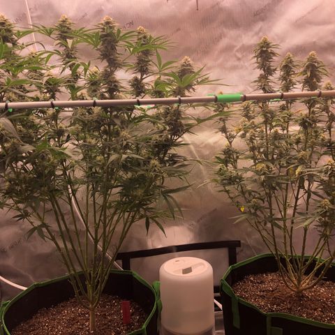 Gold leaf  growlog photo: Latest updates