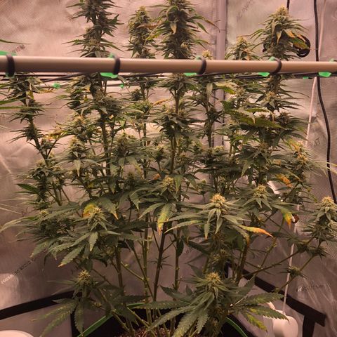 Gold leaf  growlog photo: Latest updates