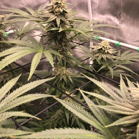 Gold leaf  growlog photo: Latest updates