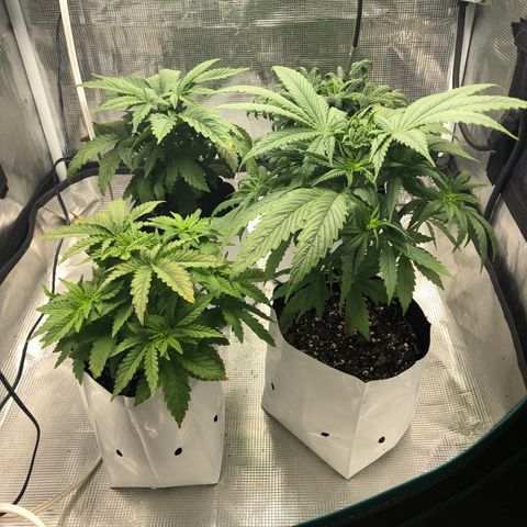 Gold leaf  growlog photo: Latest updates