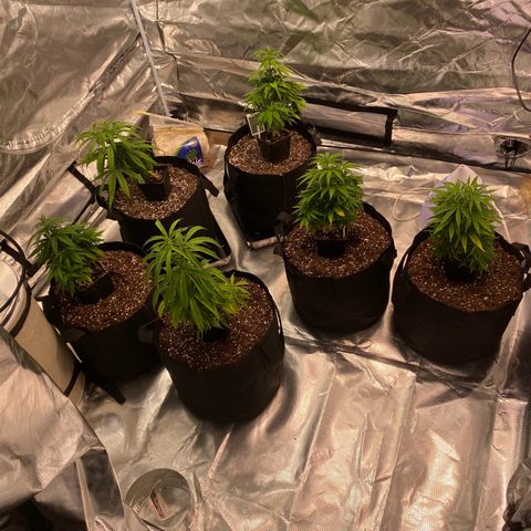 Mac 1&2 growlog timeline photo