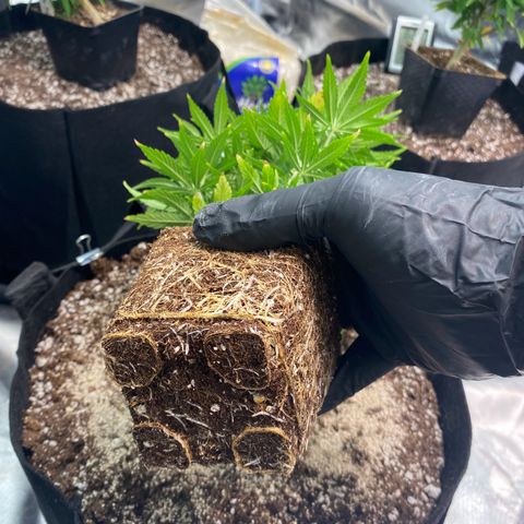 Mac 1&2 growlog timeline photo