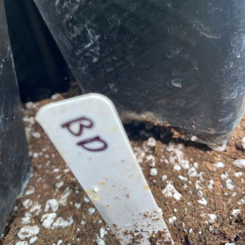 Blue Dream growlog timeline photo