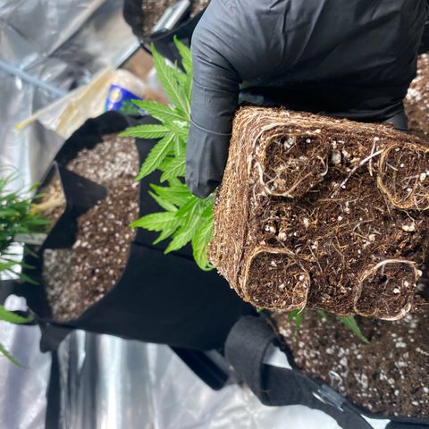 Blue Dream growlog timeline photo