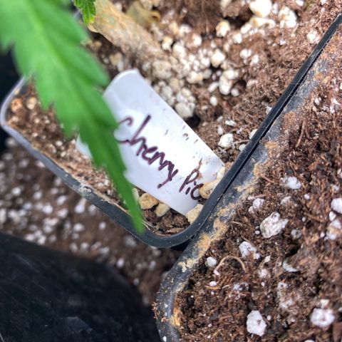 Cherry Pie 1&2 growlog timeline photo