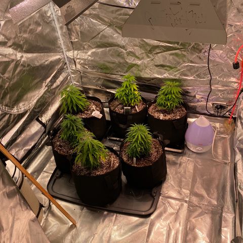 Blue Dream growlog timeline photo
