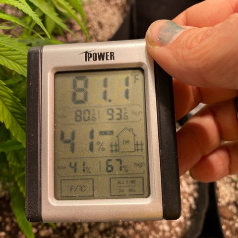 Blue Dream growlog timeline photo