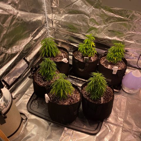 Blue Dream growlog timeline photo