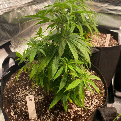Blue Dream growlog timeline photo