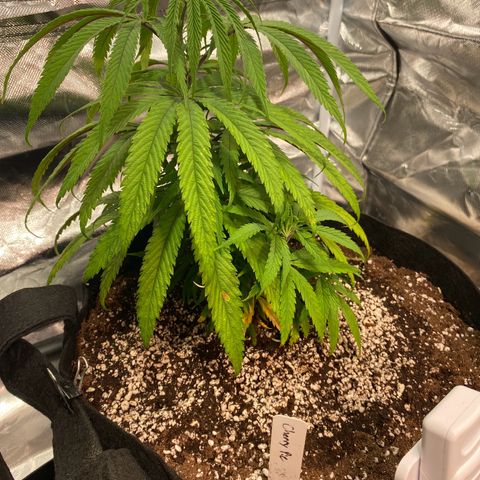 Cherry Pie 1&2 growlog timeline photo