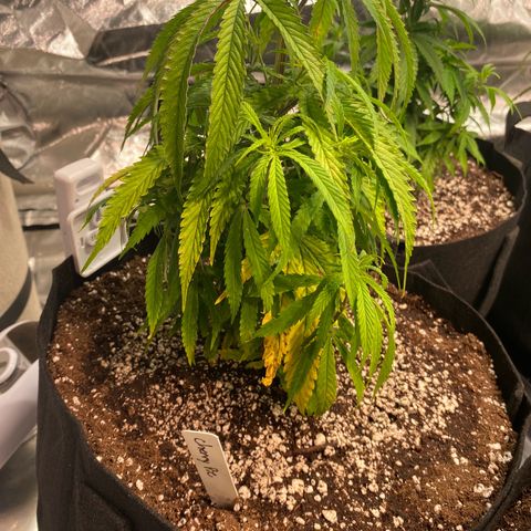 Cherry Pie 1&2 growlog timeline photo