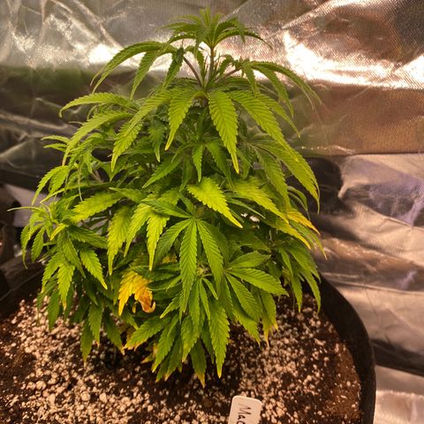 Mac 1&2 growlog timeline photo