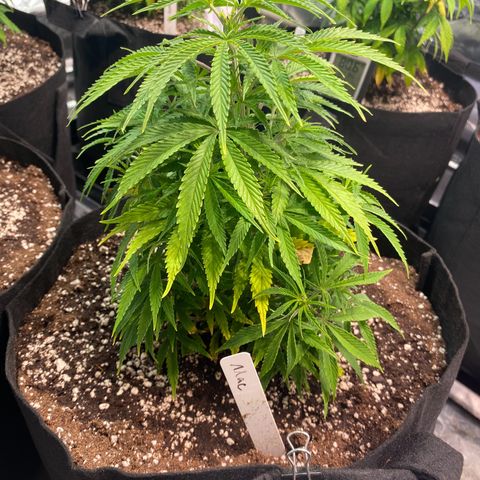 Mac 1&2 growlog timeline photo