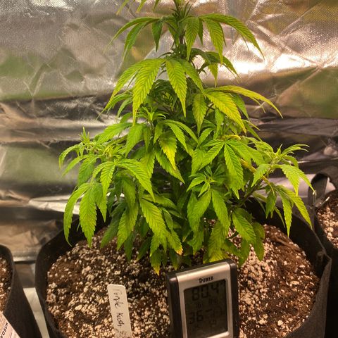 Purple Kush growlog timeline photo