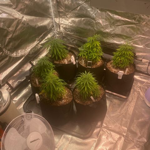 Mac 1&2 growlog timeline photo