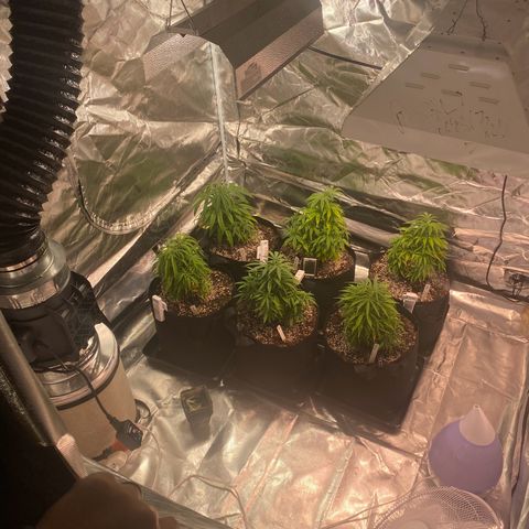 Mac 1&2 growlog timeline photo
