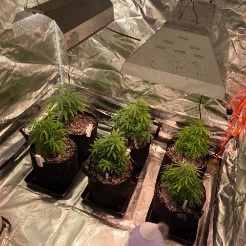 Mac 1&2 growlog timeline photo