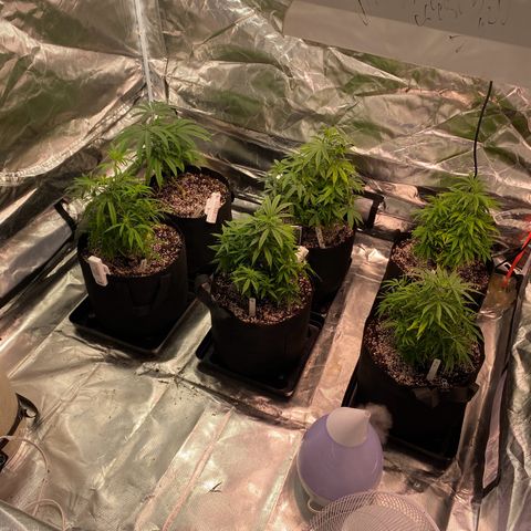 Mac 1&2 growlog timeline photo