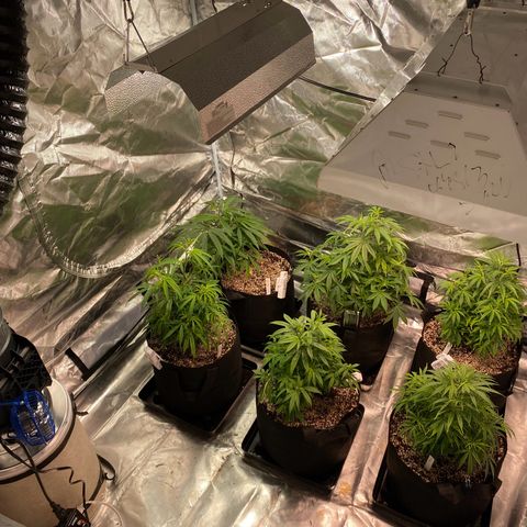 Mac 1&2 growlog timeline photo