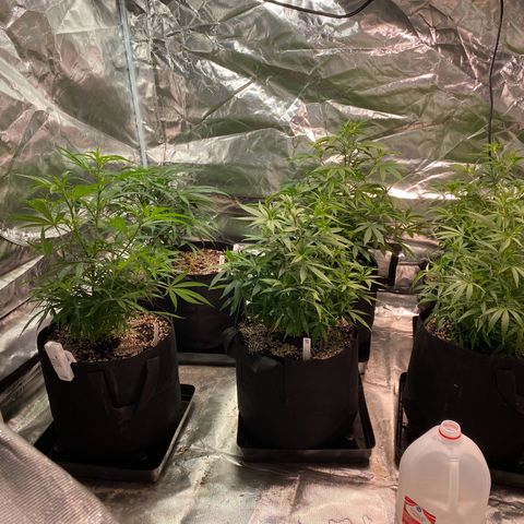 Mac 1&2 growlog photo: Flip to flower