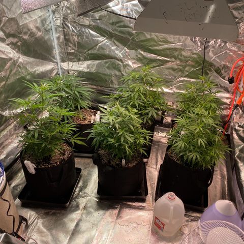 Mac 1&2 growlog photo: Flip to flower