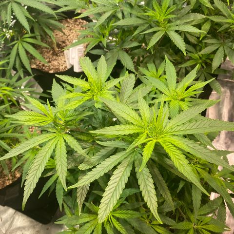 Mac 1&2 growlog photo: Some yellowing coming in on few plants. The cherry pie 1 especially yellowing. Cherry pie 2 has very large fan leaves. 