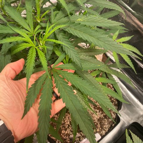 Mac 1&2 growlog photo: Some yellowing coming in on few plants. The cherry pie 1 especially yellowing. Cherry pie 2 has very large fan leaves. 