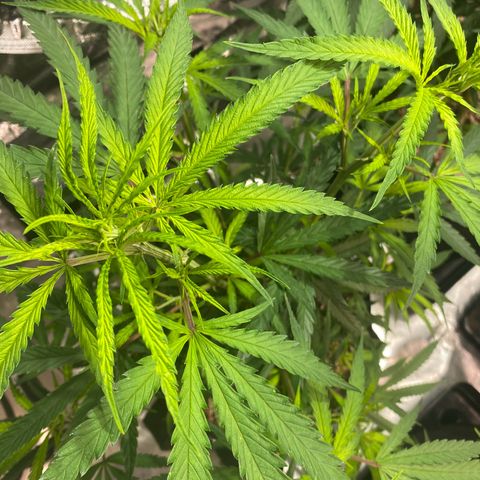 Mac 1&2 growlog photo: Some yellowing coming in on few plants. The cherry pie 1 especially yellowing. Cherry pie 2 has very large fan leaves. 