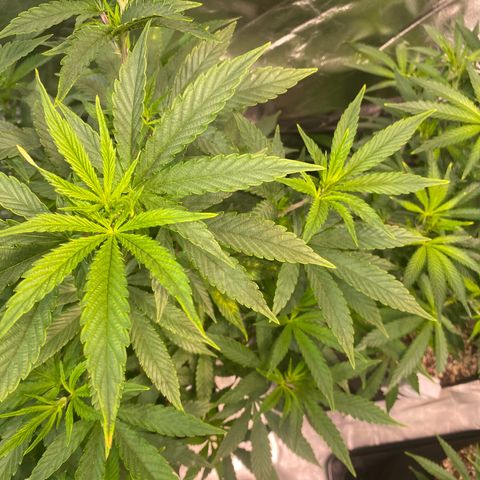 Mac 1&2 growlog photo: Some yellowing coming in on few plants. The cherry pie 1 especially yellowing. Cherry pie 2 has very large fan leaves. 