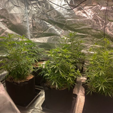 Mac 1&2 growlog timeline photo