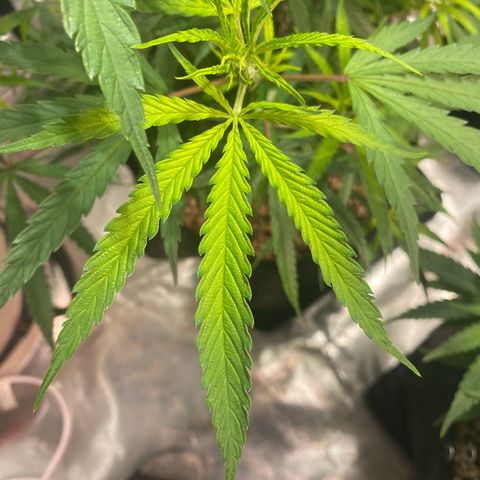 Mac 1&2 growlog photo: Some yellowing coming in on few plants. The cherry pie 1 especially yellowing. Cherry pie 2 has very large fan leaves. 