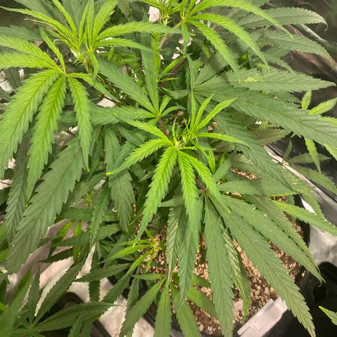 Mac 1&2 growlog photo: Some yellowing coming in on few plants. The cherry pie 1 especially yellowing. Cherry pie 2 has very large fan leaves. 