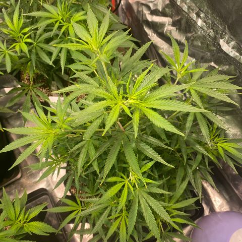 Mac 1&2 growlog photo: Some yellowing coming in on few plants. The cherry pie 1 especially yellowing. Cherry pie 2 has very large fan leaves. 