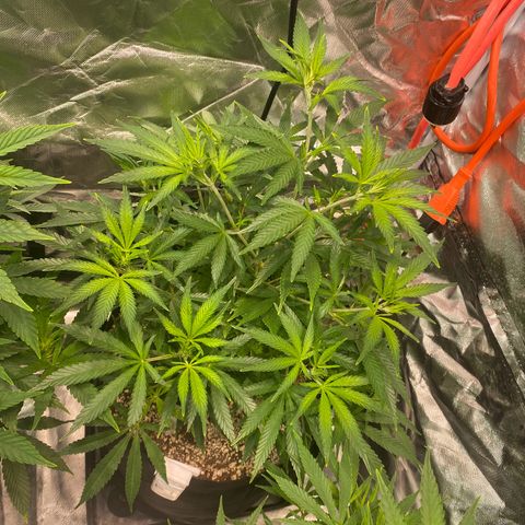 Mac 1&2 growlog photo: Some yellowing coming in on few plants. The cherry pie 1 especially yellowing. Cherry pie 2 has very large fan leaves. 