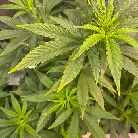 Mac 1&2 growlog photo: Some yellowing coming in on few plants. The cherry pie 1 especially yellowing. Cherry pie 2 has very large fan leaves. 