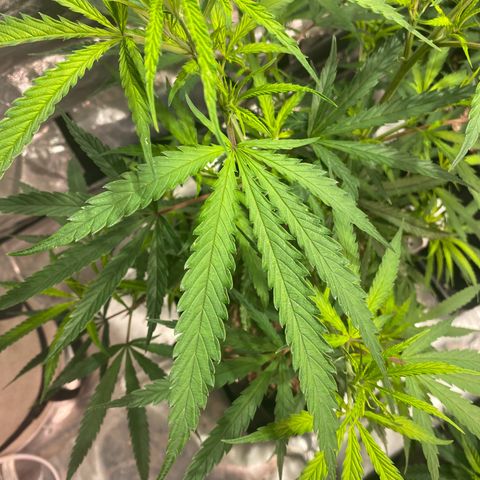 Mac 1&2 growlog photo: Some yellowing coming in on few plants. The cherry pie 1 especially yellowing. Cherry pie 2 has very large fan leaves. 