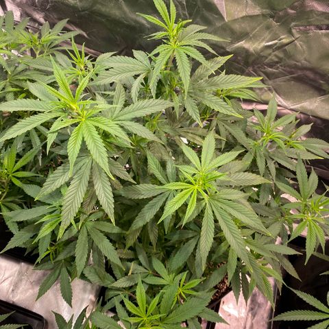 Mac 1&2 growlog photo: Just water ph 6.6