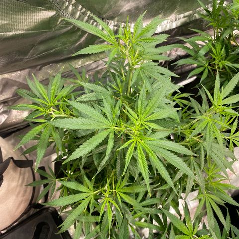 Mac 1&2 growlog photo: Just water ph 6.6