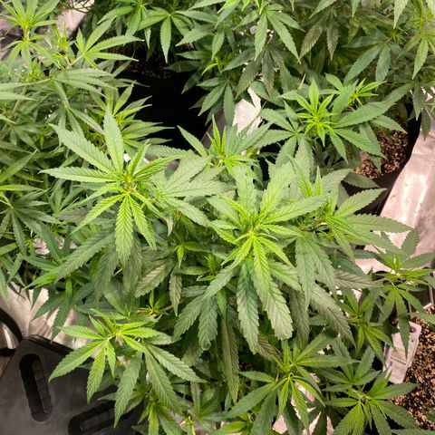 Mac 1&2 growlog photo: Just water ph 6.6