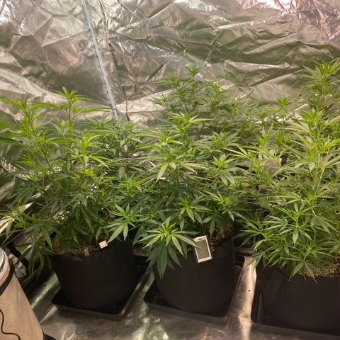Mac 1&2 growlog timeline photo