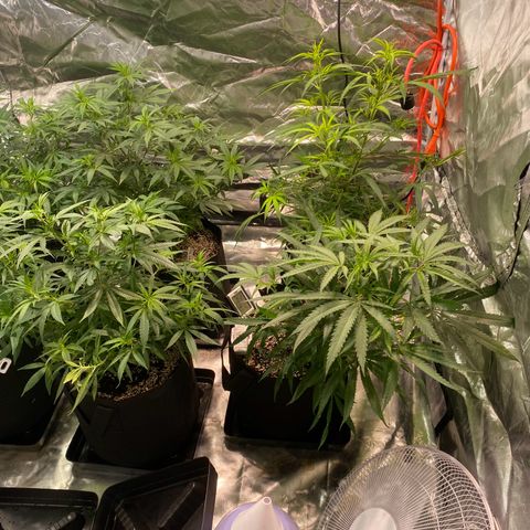 Mac 1&2 growlog timeline photo
