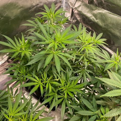 Mac 1&2 growlog photo: Just water ph 6.6