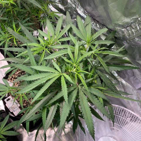 Mac 1&2 growlog photo: Just water ph 6.6