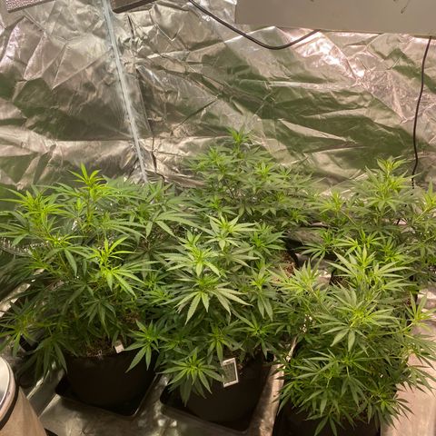 Mac 1&2 growlog timeline photo