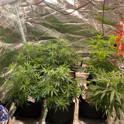Mac 1&2 growlog photo: Just water ph 6.6