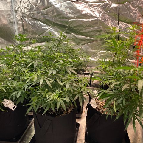 Mac 1&2 growlog photo: Just water ph 6.6